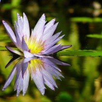 Orto Botanico Hanbury di Genova - Università degli Studi di Genova
