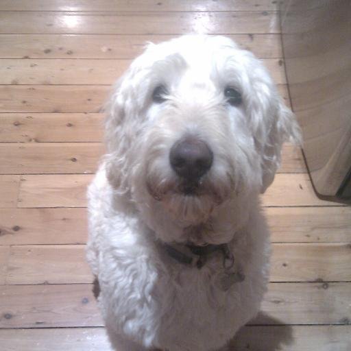 I'm an 9 year old Standard Labradoodle. My hobbies include chewing my toys to bits and lying on my owner's legs. I may be big, but my heart is just as huge.