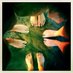 Mark Morris (@theothermmorris) Twitter profile photo