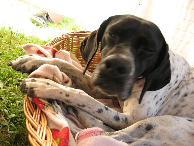 spirklmasc's profile picture. 