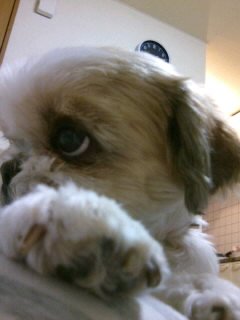 hagurerespect's profile picture. ハイ☆どもーはぐれです♪
酒好き☆わん好き☆かなりのゲーマー☆ФдФ)ﾉｼ
スロもかなり好き☆最近はプロレスにもハマってます
基本ポジ路線の人間なんで適当にやってますｗ  どぞ☆よろしく♪