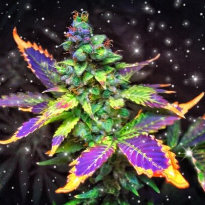A channel for a deeper insight on indoor growing and LED growing of marihuana. Non-profit, only personal use.Check out my shots on YouTube: Secret Garden Grower