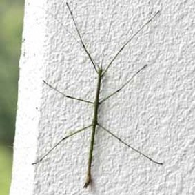 stick_insect's profile picture. どうも、こんにちは