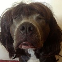 Absolute Gentleman (@git_travolta) 's Twitter Profile