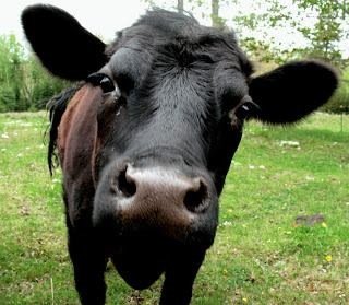 locavorefoodie's profile picture. For the love of life and good food.