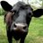 locavorefoodie's profile image