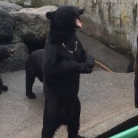 野生動物生態研究会（野問研） (@yamonken) Twitter profile photo