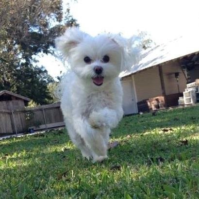 tiffpk's profile picture. 💕Mr.Beast, Camping World & Marcus Lemonis Fan 😍✨✨✨ ✨🇺🇸