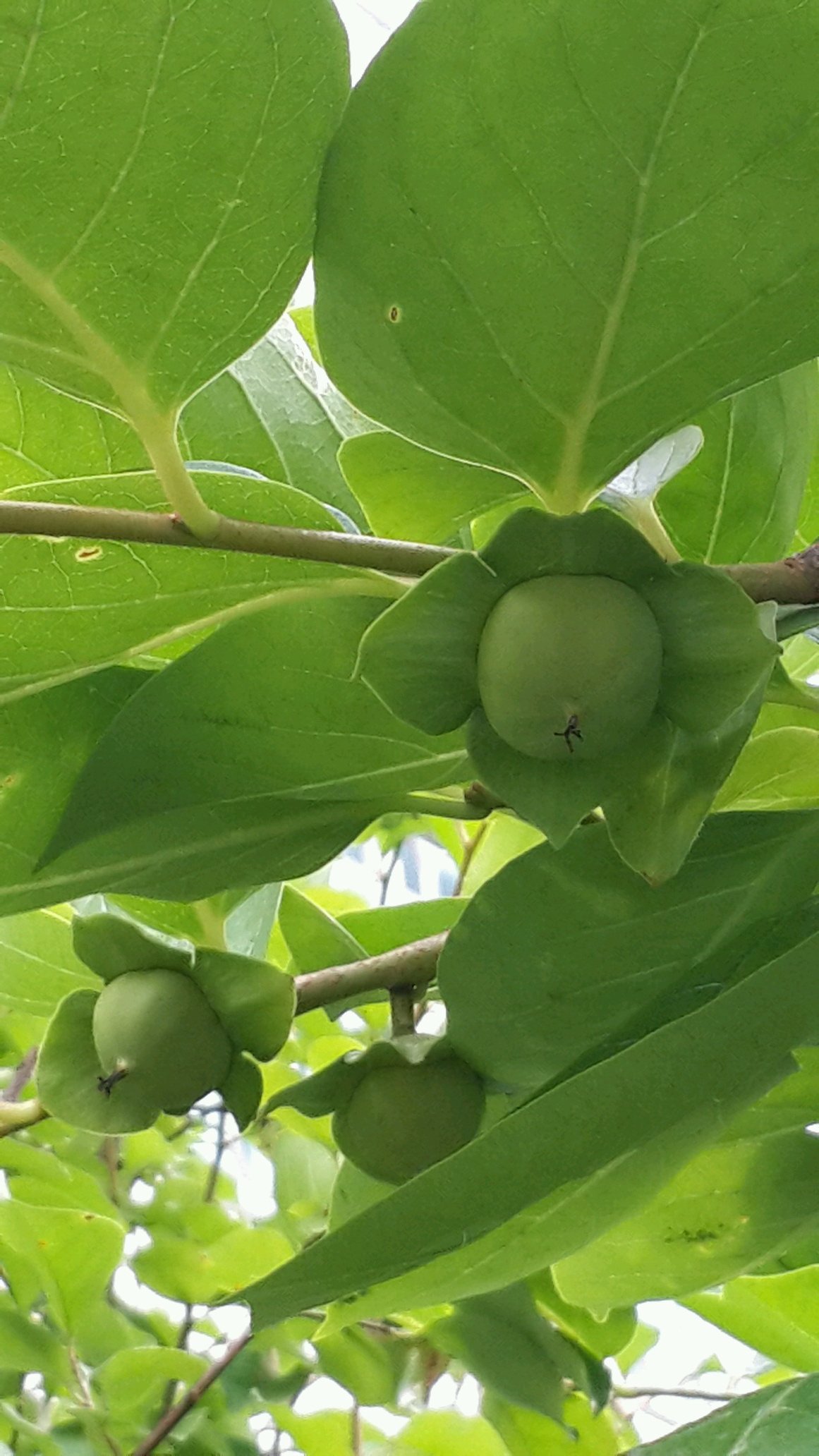 alwssdgan's profile picture. stay there~