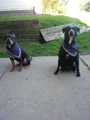 ★Practicing Dog Psychology and rehabilitation. Helping teach people how to maintain healthy, well balanced, happy dogs!★