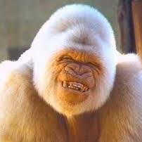Nato da una ridente famigliola di Gorilla Albini, sin da ragazzo decisi di trovare una mia particolare identità in quel coacervo di bestialità e gretta ferinità