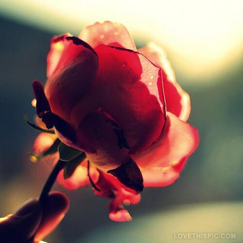 banah11's profile picture. 