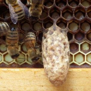 GaBeekeepers's profile picture. 