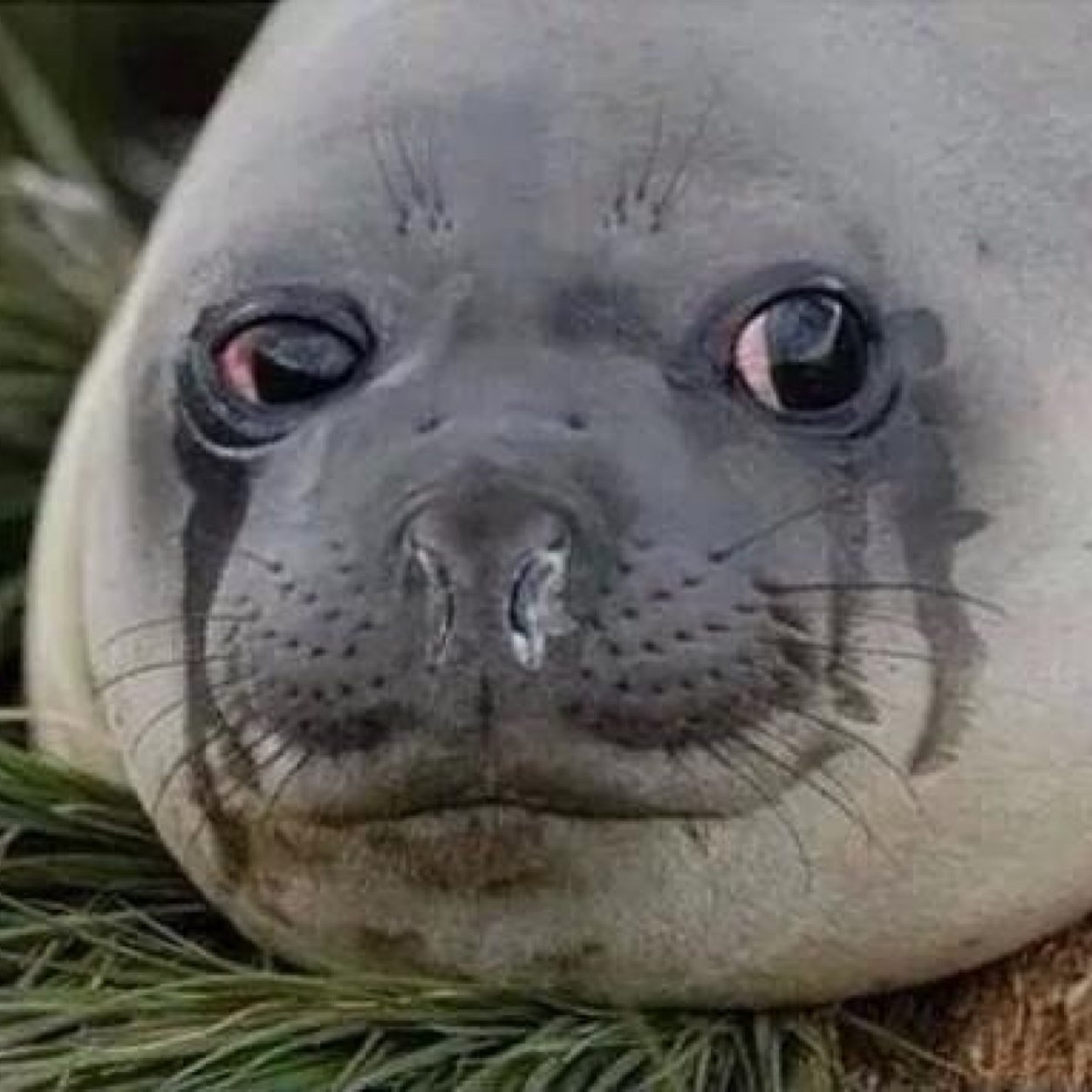 stfu_nash's profile picture. 