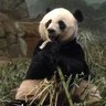 Portia_Panda's profile picture. Animal Lover, Theatre Lover, Book Lover, Bread Baker, The quality of Mercy ... blesses [the one] that gives and [the one] that takes. Shakespeare.Got Panda Love