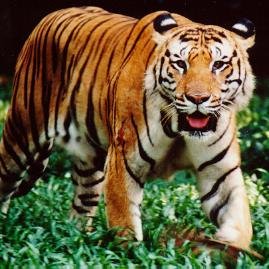 Macan binatang langka. Hampir punah. Jaga Kelestariannya. GO MACAN GO!