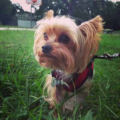 Those paws were made for walking