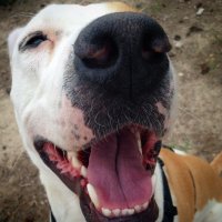 h a l o b e (@halothepibble) 's Twitter Profile