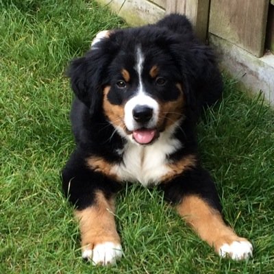 Kyra de Berner Sennen puppy