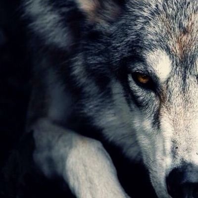 Jackal_Life's profile picture. #Teenwolf #DoctorWho #LanaDelRey