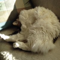 Nancy Kuchler (@kuchnancy) 's Twitter Profile