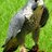 562762305's profile image