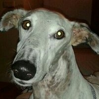javier gonzález (@javiergonzlez1) 's Twitter Profile