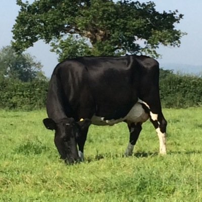 Independent Dairy consultant/Director @ P&L AgriConsulting. Helping dairy farmers achieve their aims and objectives. Healthy Cows = Healthy Profits.