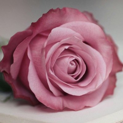 bestclient1's profile picture. العميل الأفضل للتجارة..مؤسسة مختصه في مجال العقارات