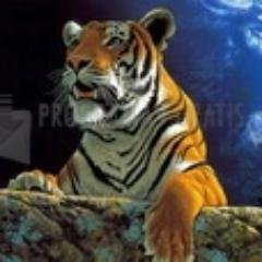 YAseguimeYtSigo's profile picture. 