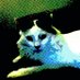 Stephen C (@madcat033) Twitter profile photo Stephen C (@madcat033) Twitter profile photo