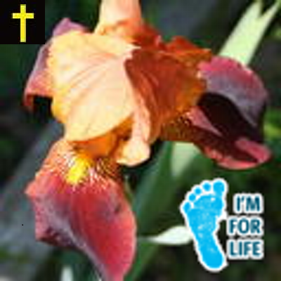 RamblingMother's profile picture. Conservative Tea-Party Type