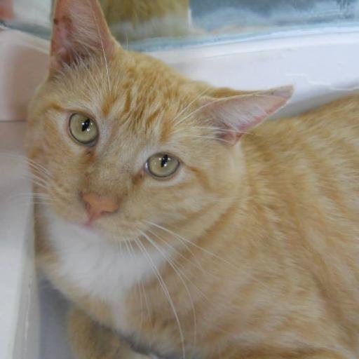 I'am a rescue cat and  I'am deaf to. i be live in wood for along  for year. in july 2013  so some lady rescue  mow iam forever home.
