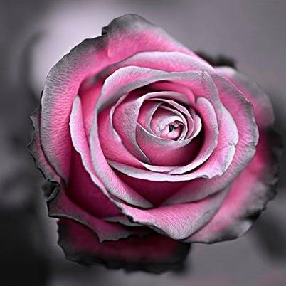 i love beautiful flowers