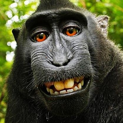 supachimp Profile Picture