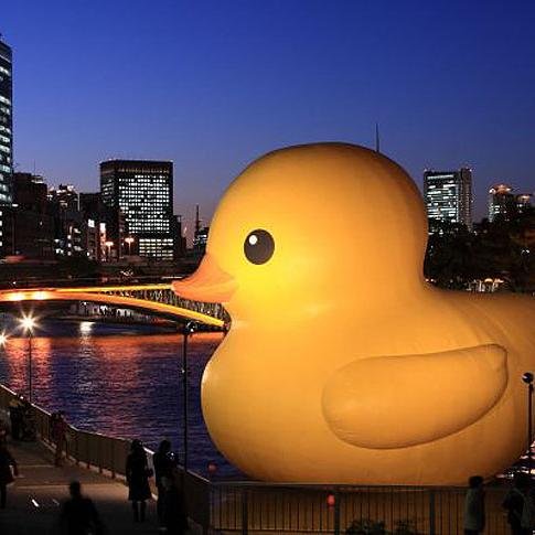 Ducky_Dombek's profile picture. Animal Rights, Helping the missing