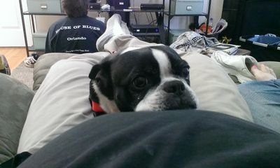 My name is Ben and I am trying to raise money for surgery for my Boston Terrier, Snow. Please take a look and spread the word.