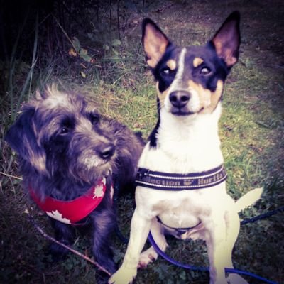 Product reviews and adventures of Ottawa's Dognamic Duo - Dexter the Dachshund & Spencer the Rescued Rat Terrier!