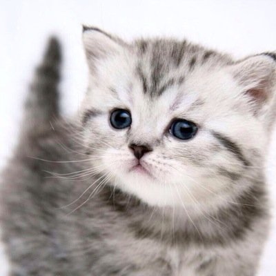 呟いて欲しい猫画像があればリプください