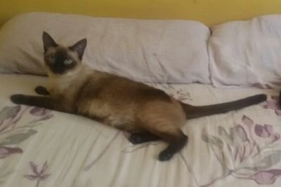 Sou a princesa filha do rei