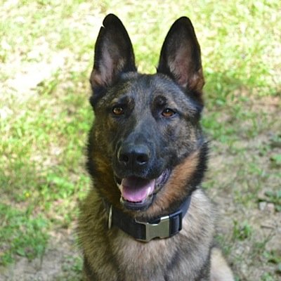 K9 Training Center Specializing in Police K9. email: training@k9provingground.com