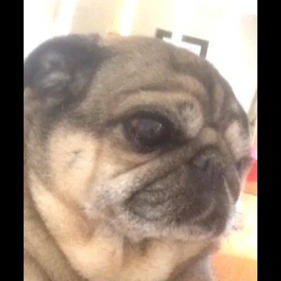 Hello.. Im keeda the pug