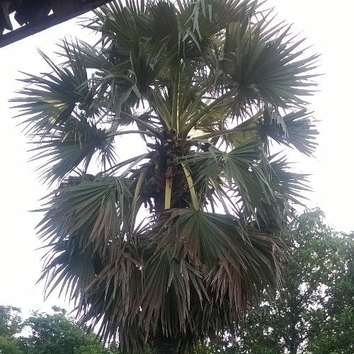 narenmeng99's profile picture. 