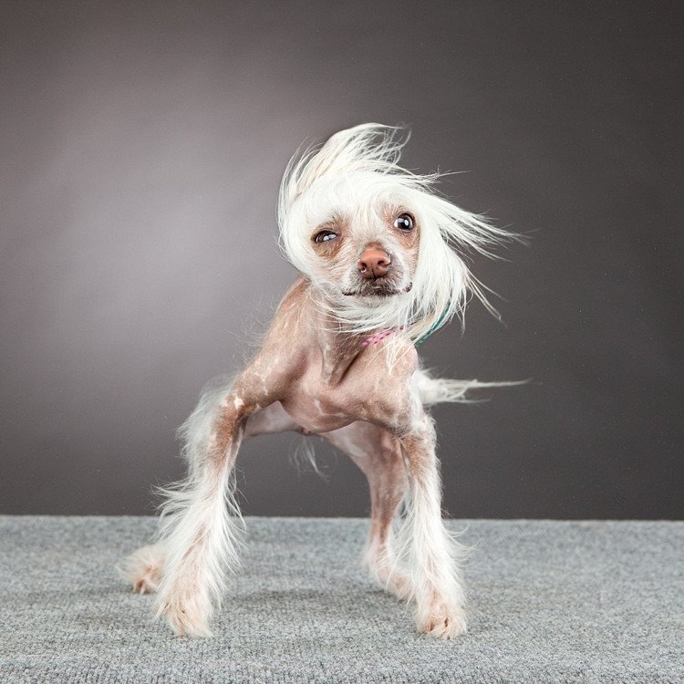 弱犬 Yowainu2 Twitter 弱犬 Yowainu2 Twitter