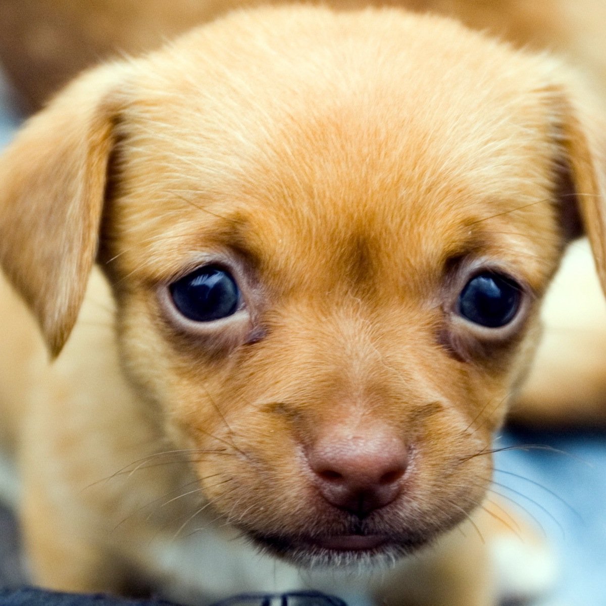 ProPuppyPAC's profile picture. We're raising our paws and wagging our tails for candidates who support pro puppy policies! #PPPEndorsed