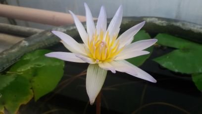 berusahalah semaksimal mungkin, siapa tau kematian ada di hari esok