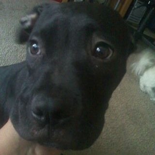 bringmethatsht's profile picture. Hes tall hes husky he like and hes coming back