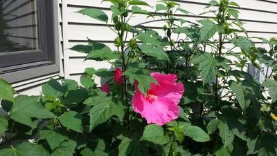 rockyrobinson48's profile picture. 