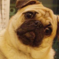 Hi (@ocdgamer) 's Twitter Profile