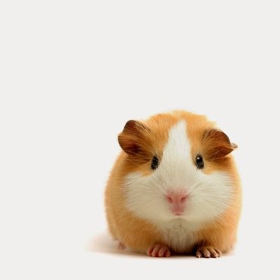 fuzzballs88's profile picture. I'm an emulator developer, currently working on the WiiU emulator.